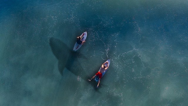 shark paddleboard