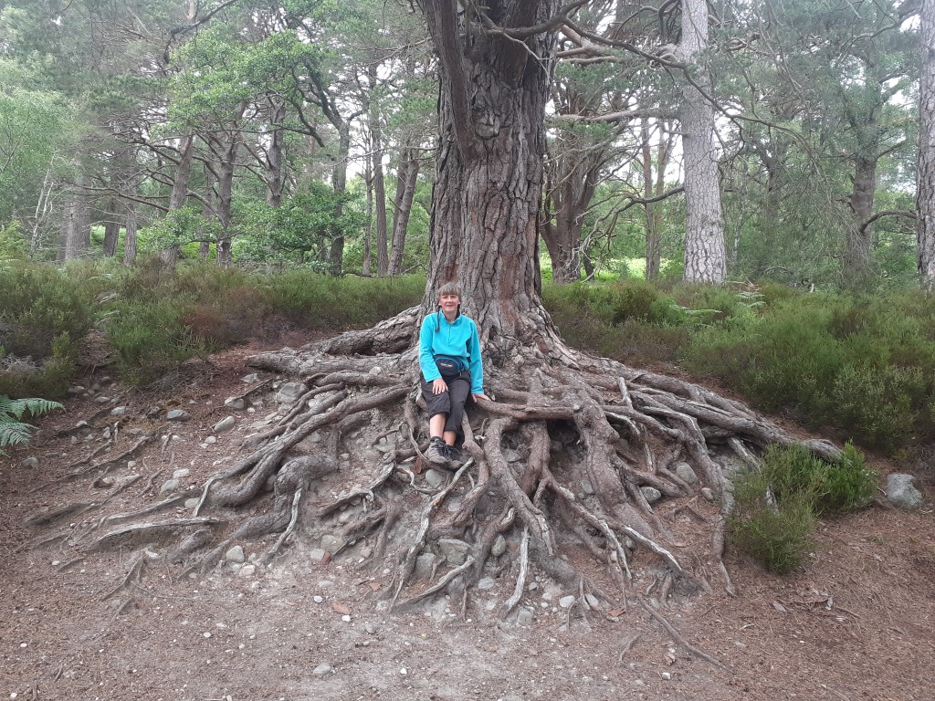 interesting tree at lochan eilein