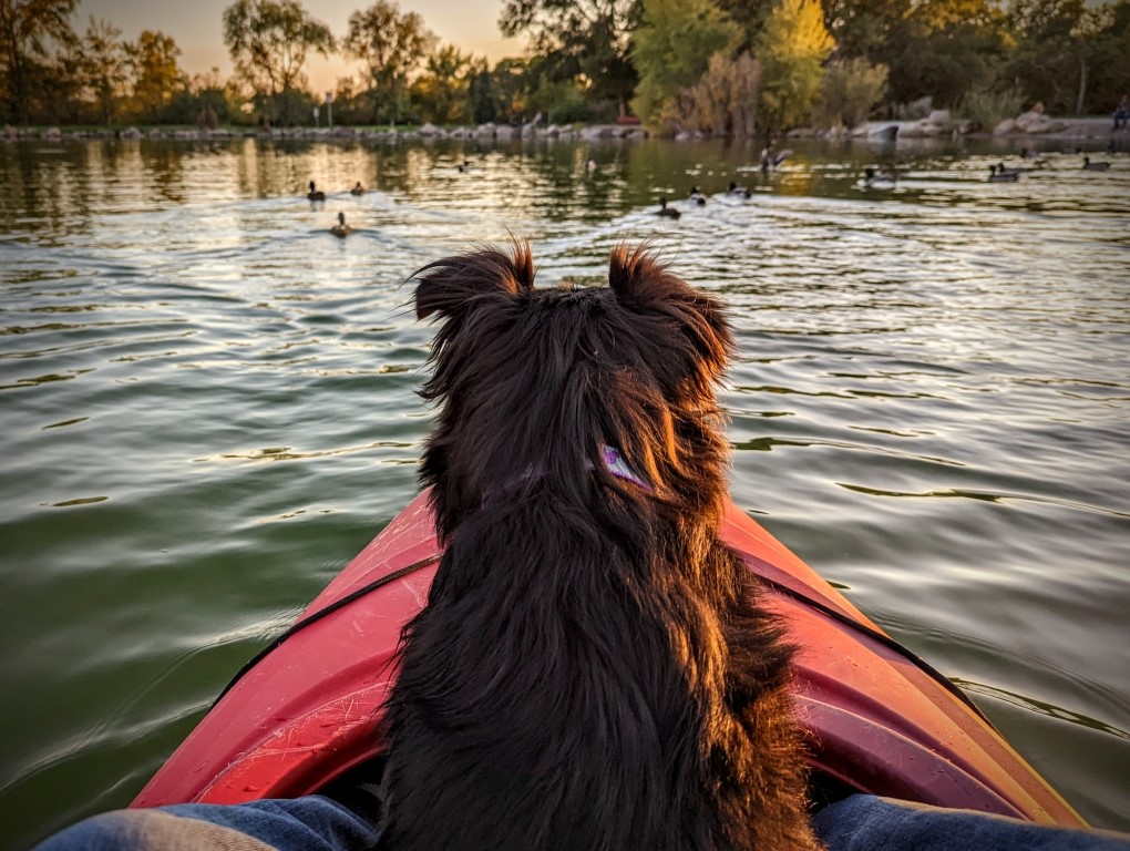 small dog sitting at the front of a kayak watching ducks on the water