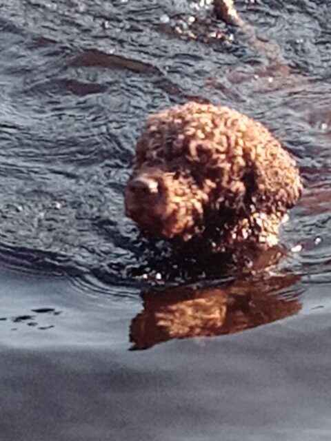 Bosie water dog